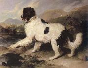 Sir Edwin Landseer lion a newfoundland dog oil on canvas